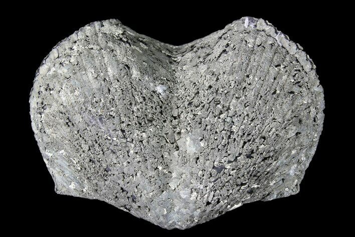 Pyrite Replaced Brachiopod (Paraspirifer) - Ohio #85560